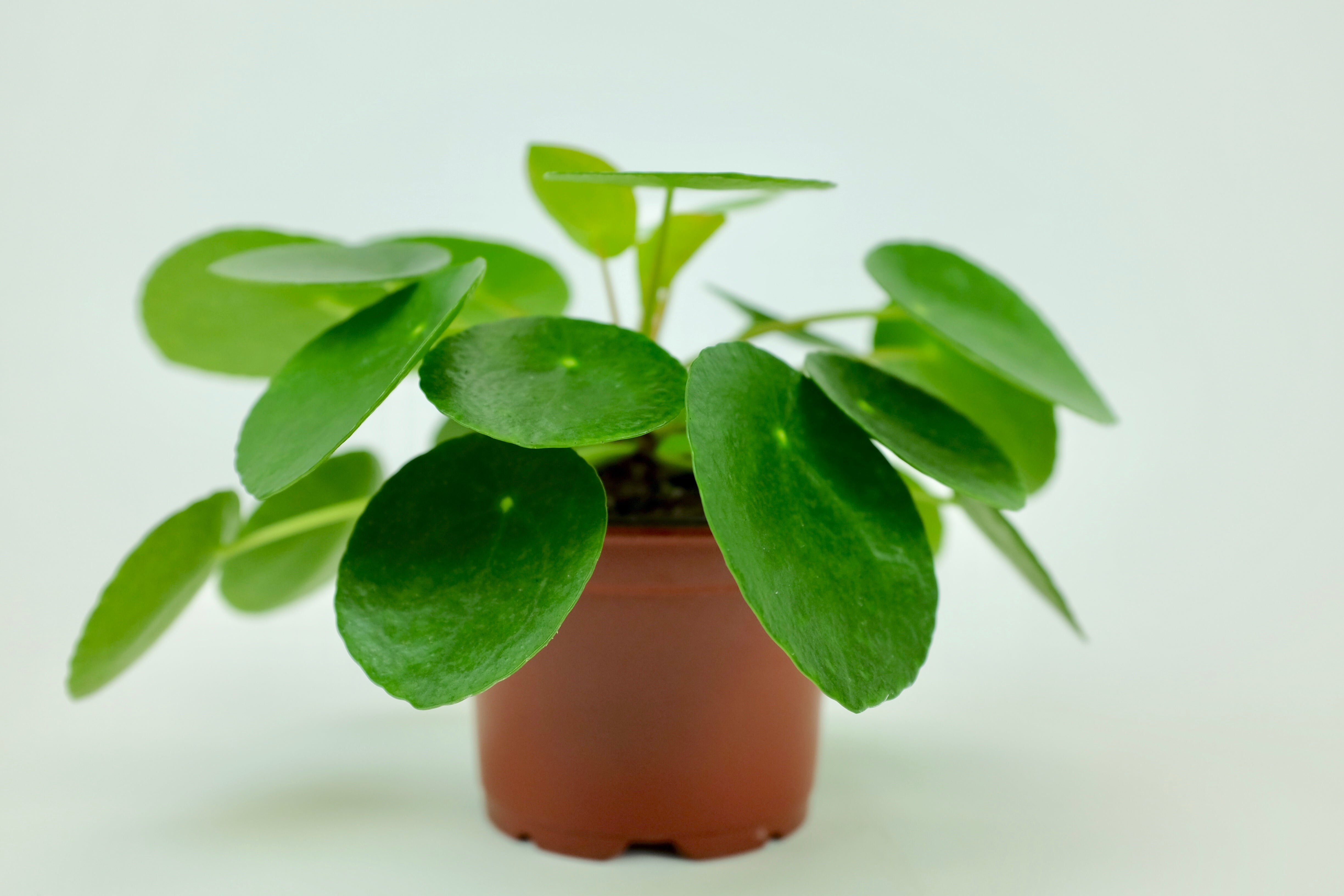 Pilea peperomioides (Chinese Money Plant)  Optiflora