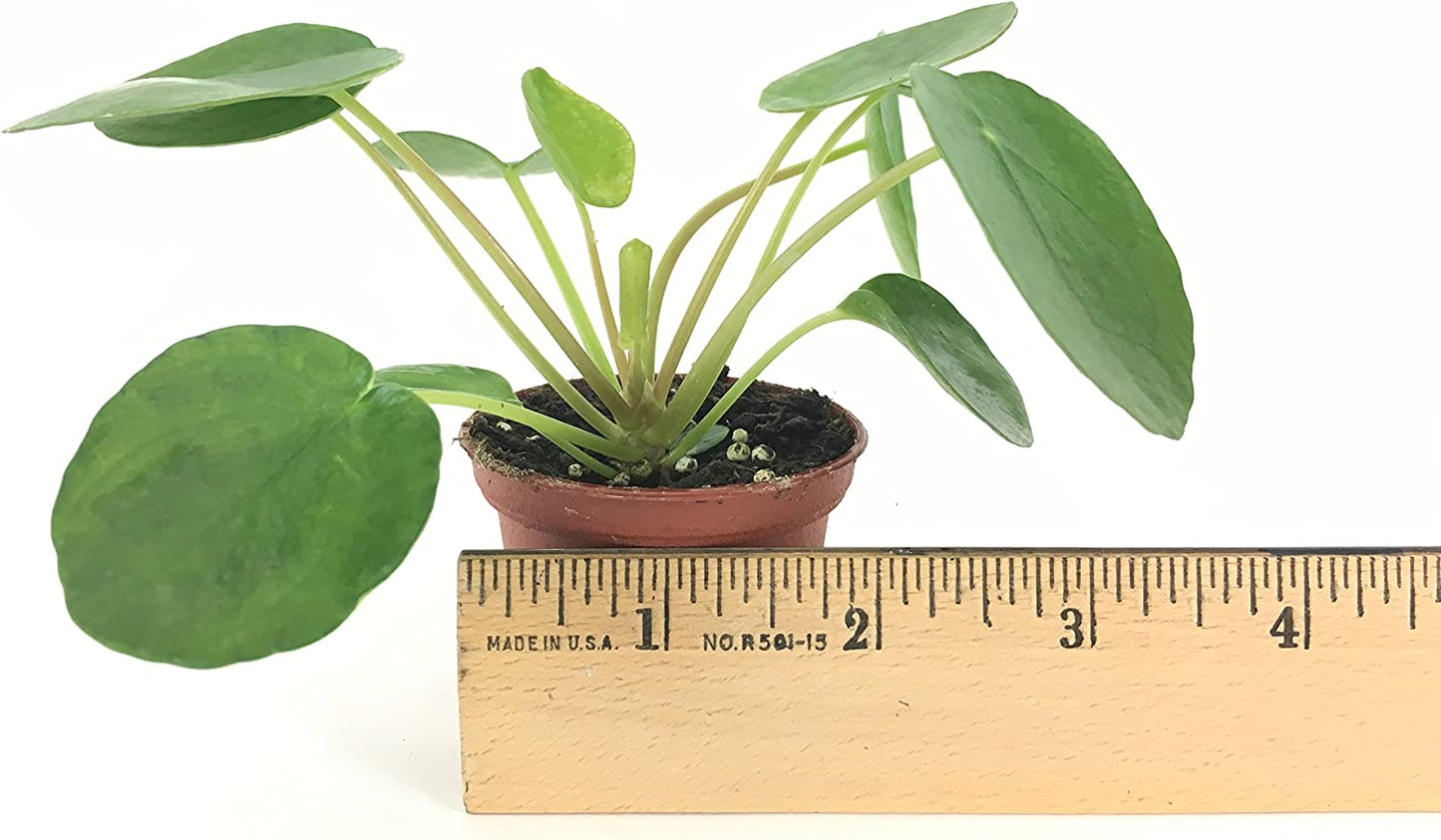 Pilea peperomioides plant with ruler showing size