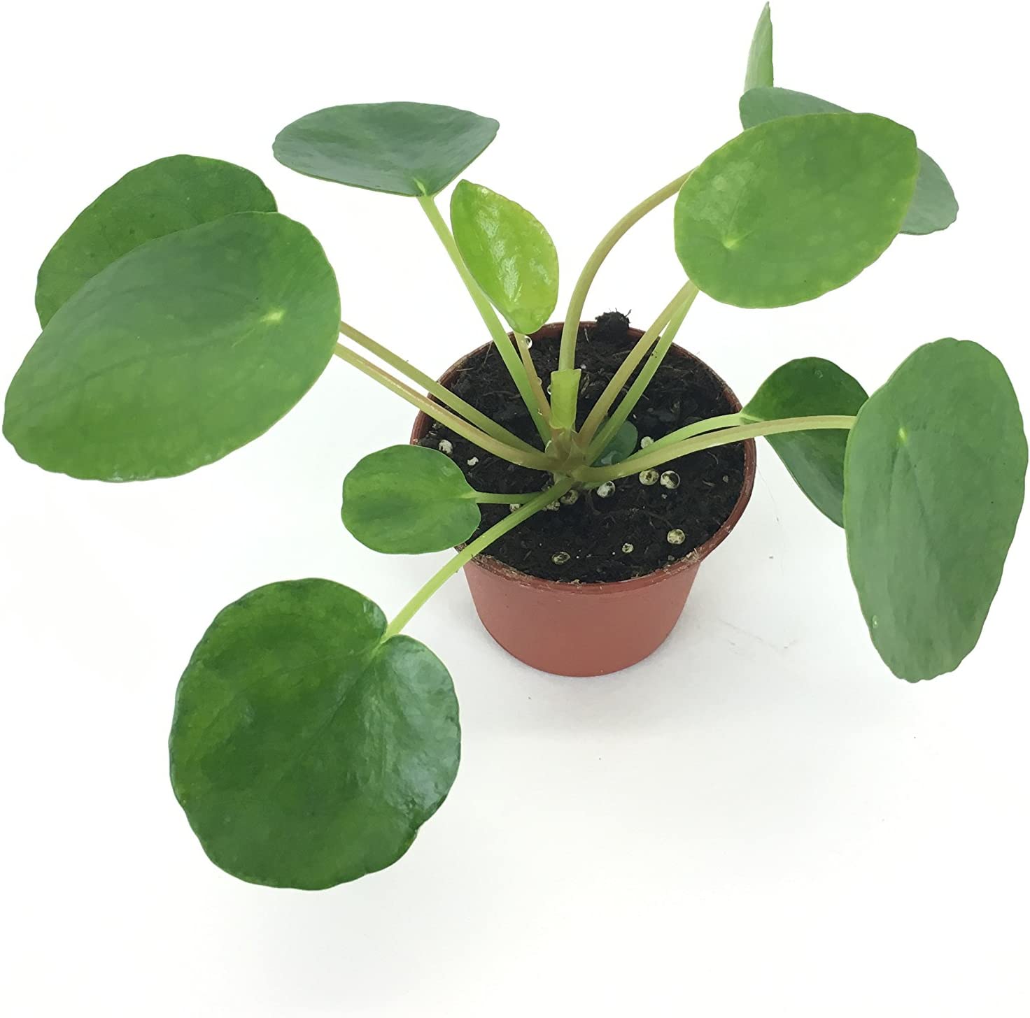 Leafy green pilea peperomioides in 2" pot