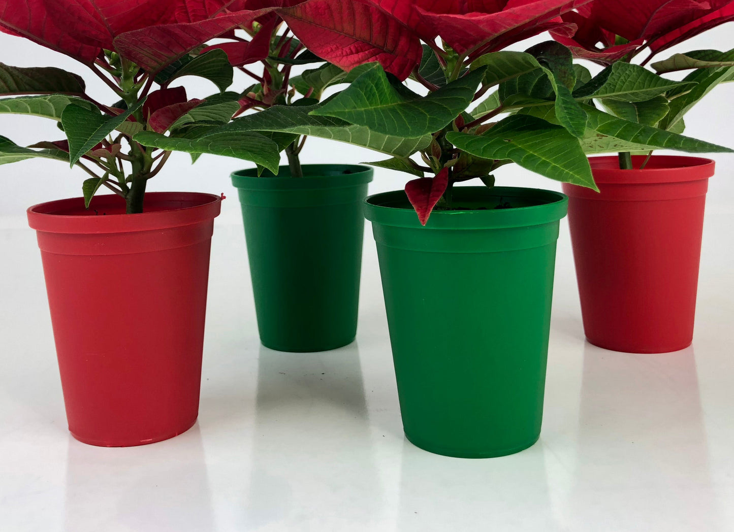mini poinsettia cover pots