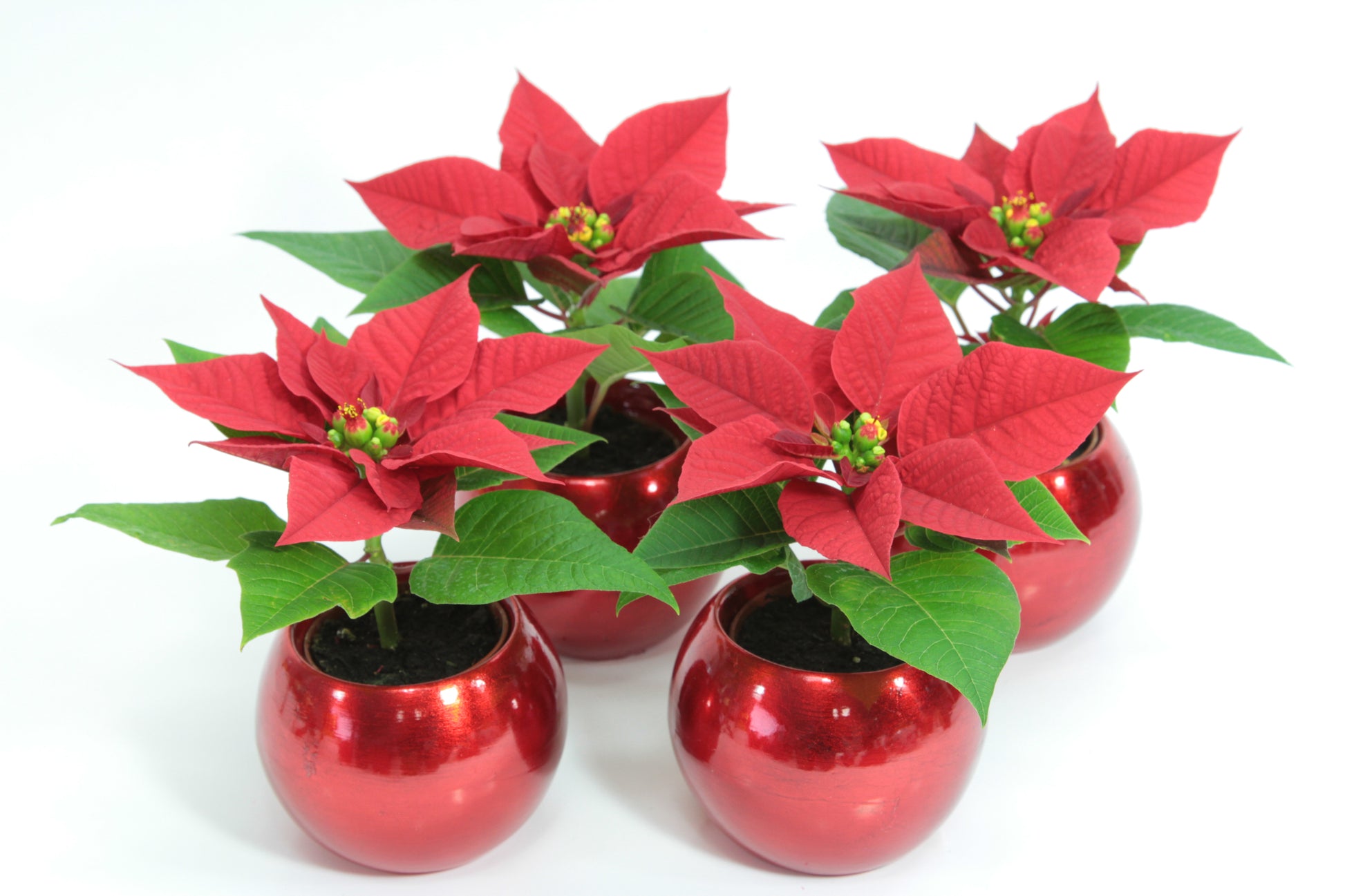 Mini poinsettias in globe ornament holiday ceramic pots