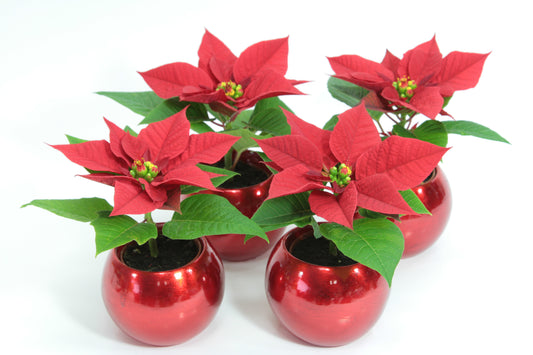 Mini poinsettias in globe ornament holiday ceramic pots