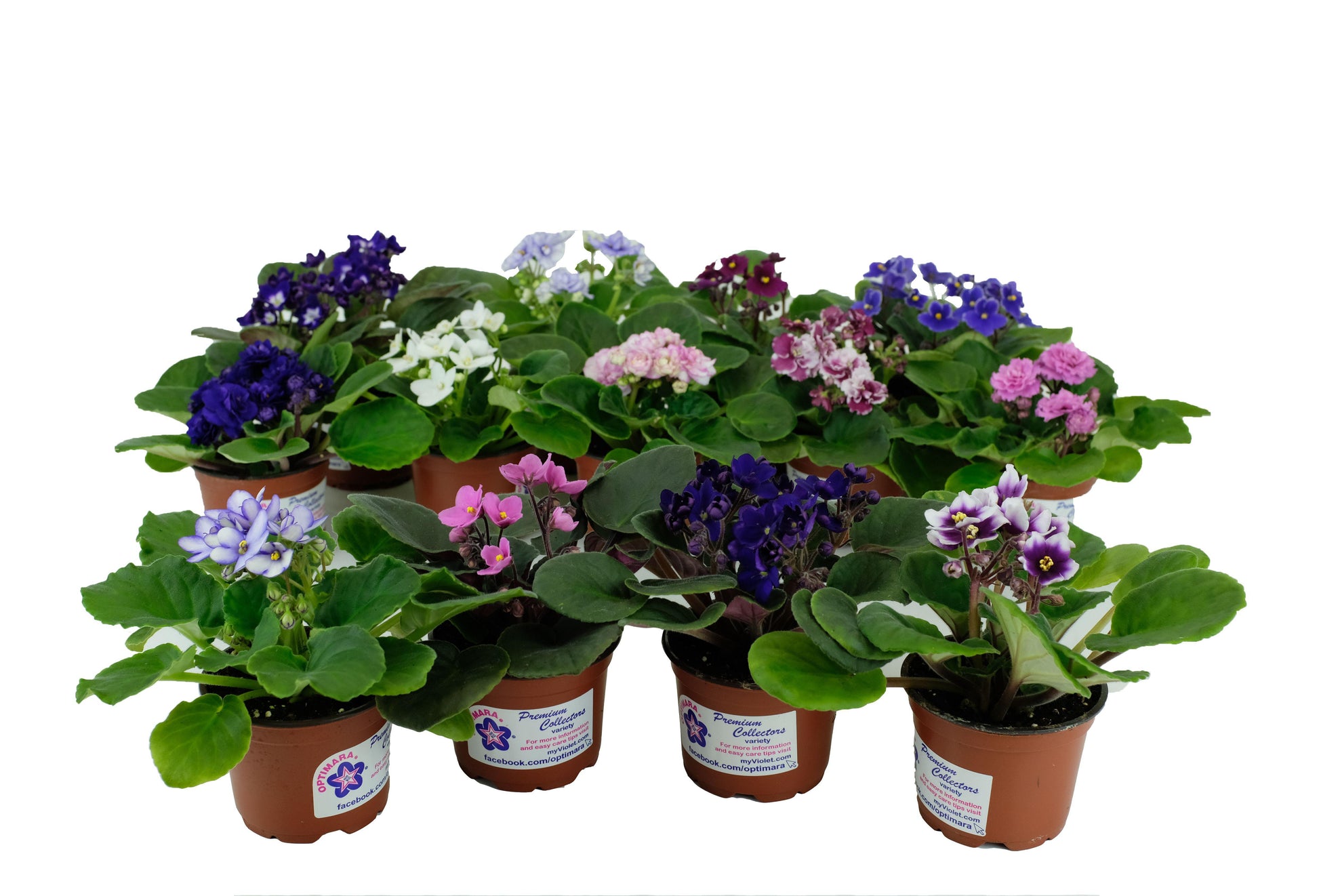 African violet live potted plants Optimara varieties