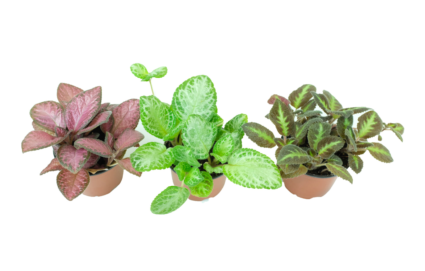 Episcia Variety Pack (3 Plants) (4" Pots) *Grower's Choice