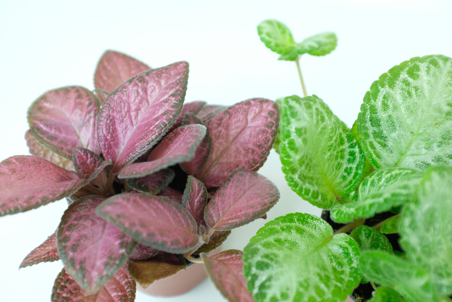 Episcia Variety Pack (3 Plants) (4" Pots) *Grower's Choice