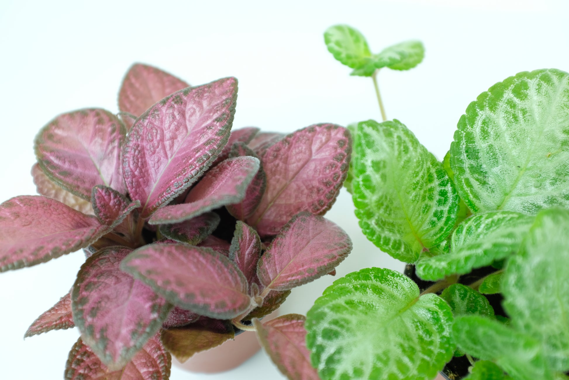 Episcia flame violet