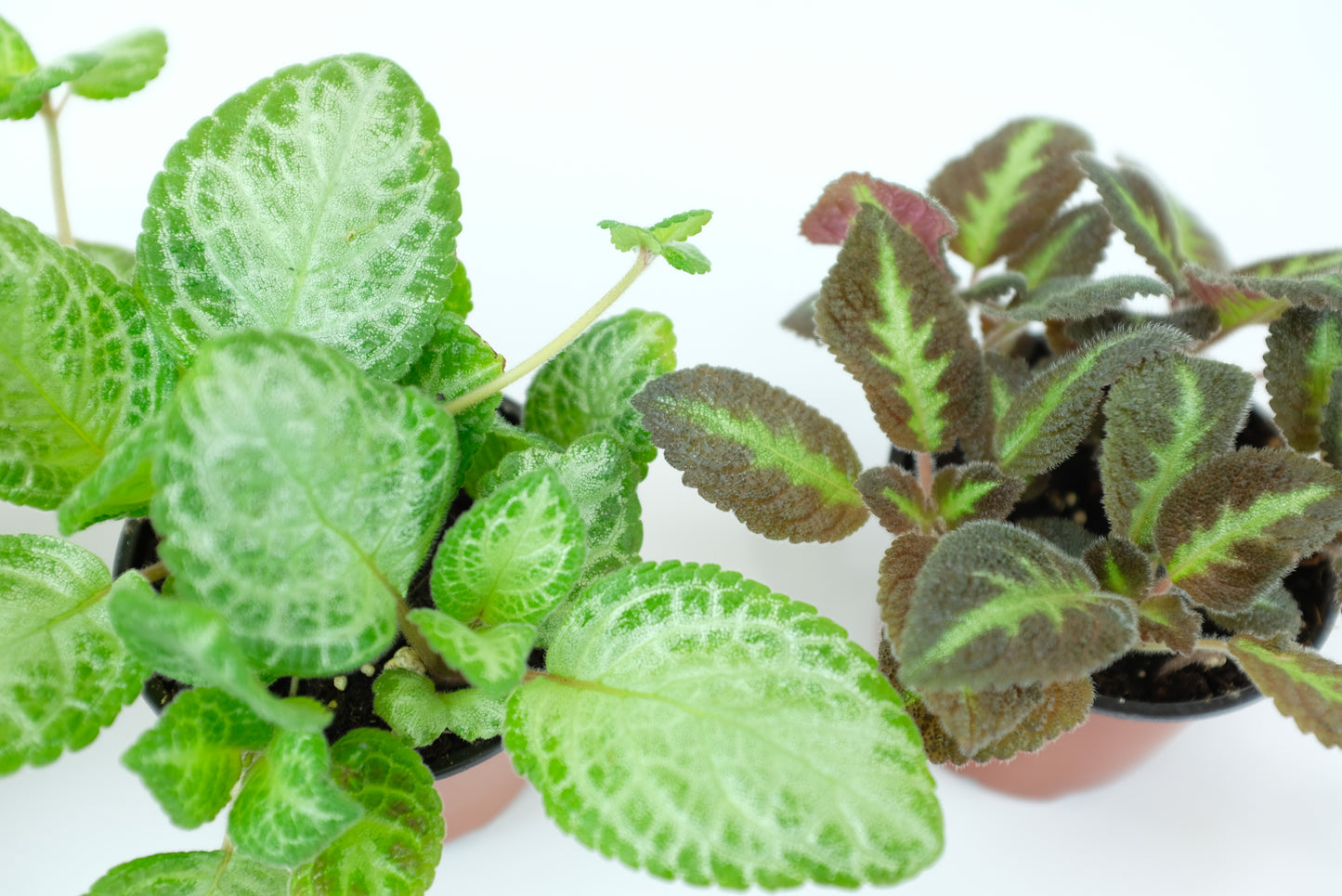 Episcia Variety Pack (3 Plants) (4" Pots) *Grower's Choice