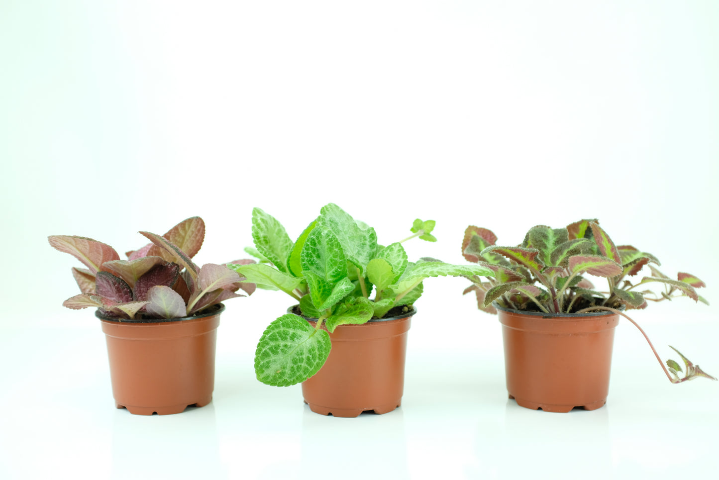 espicias plants live