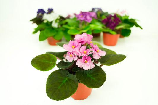 Optimara African Violet (1 Plant) 4" Pot | Assorted Varieties| Grower's-Choice