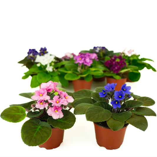 Collection of potted African violets with multicolored flowers on a white background