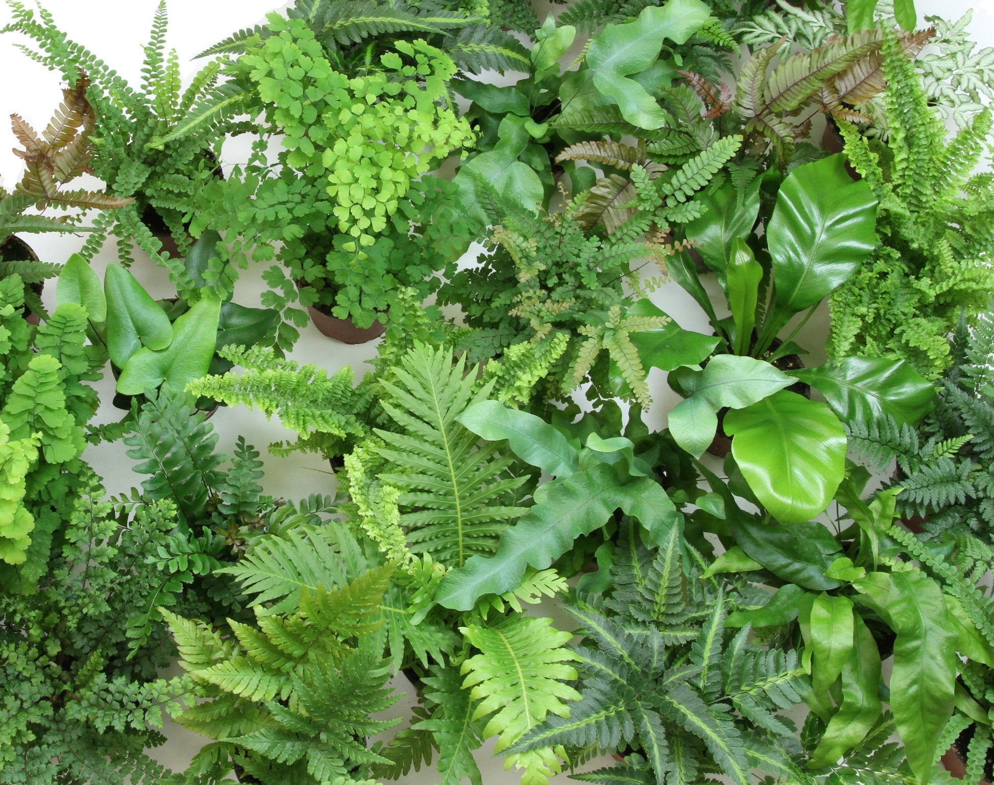 birdsnest fern, maidenhair fern,tassel fern