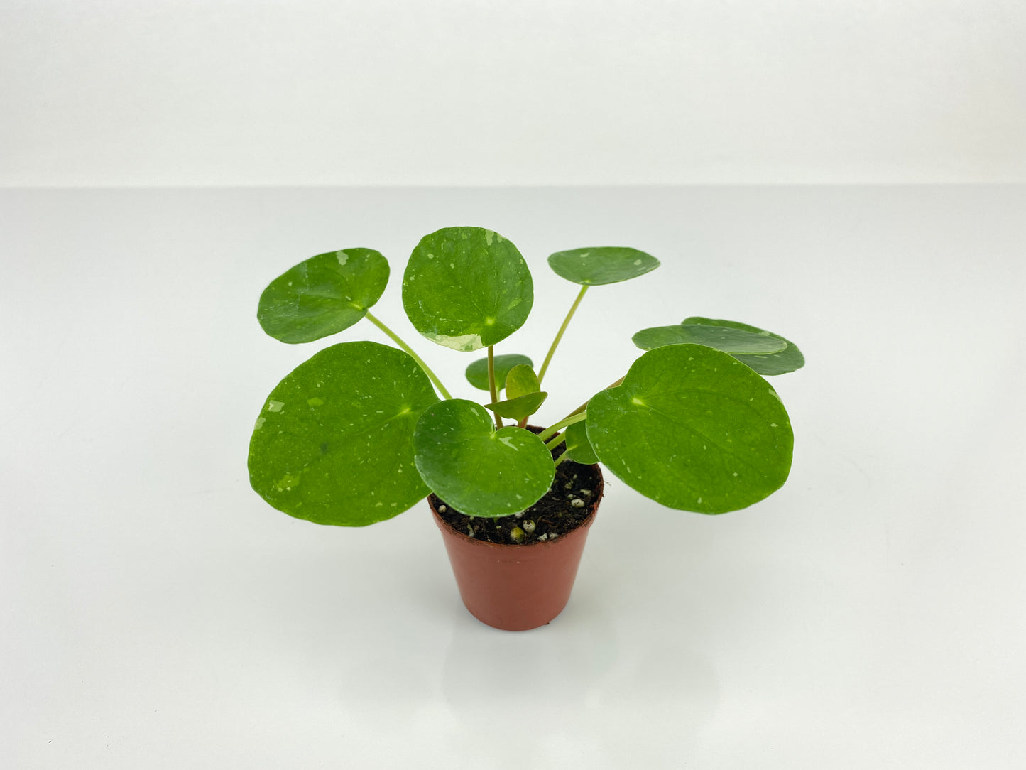 white splash pilea plant