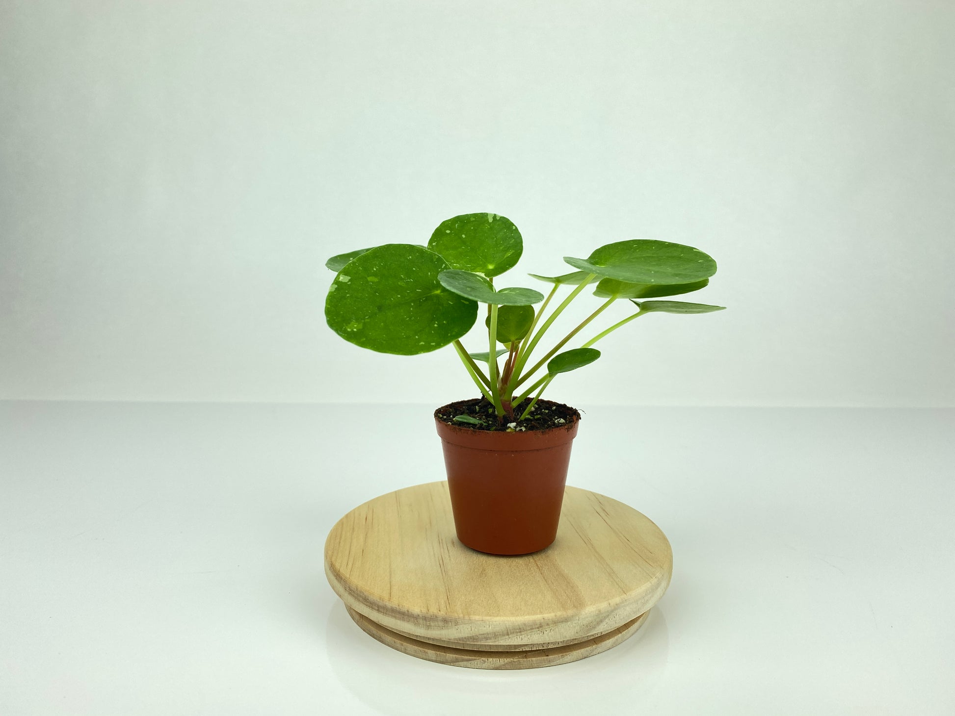 variegated pilea peperomioides
