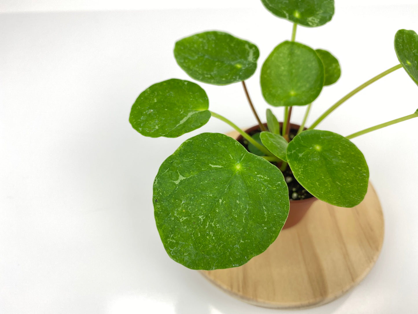 Close up leaf on variegated pilea sugar