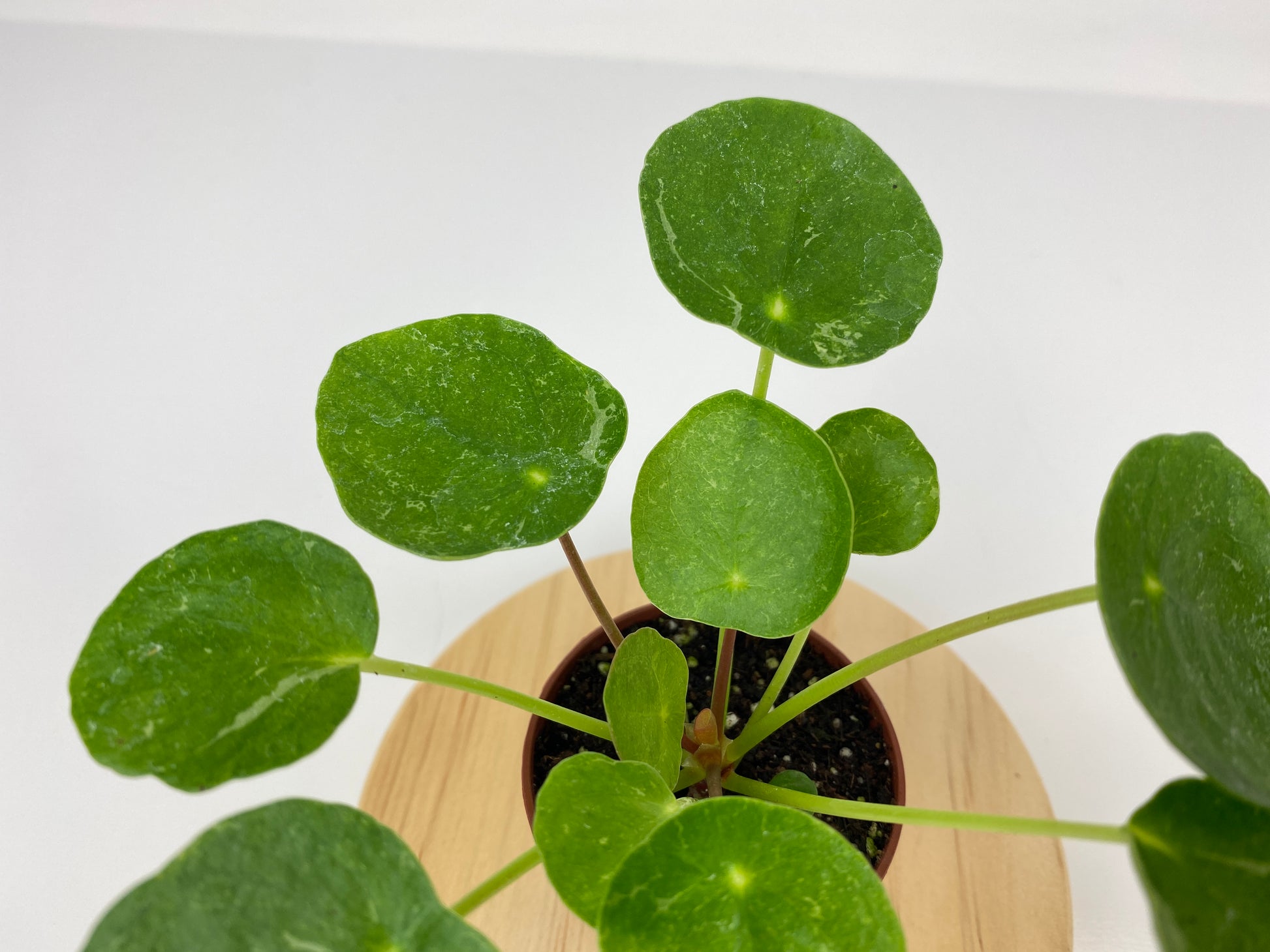 Sugar Variegated Pilea Peperomioides