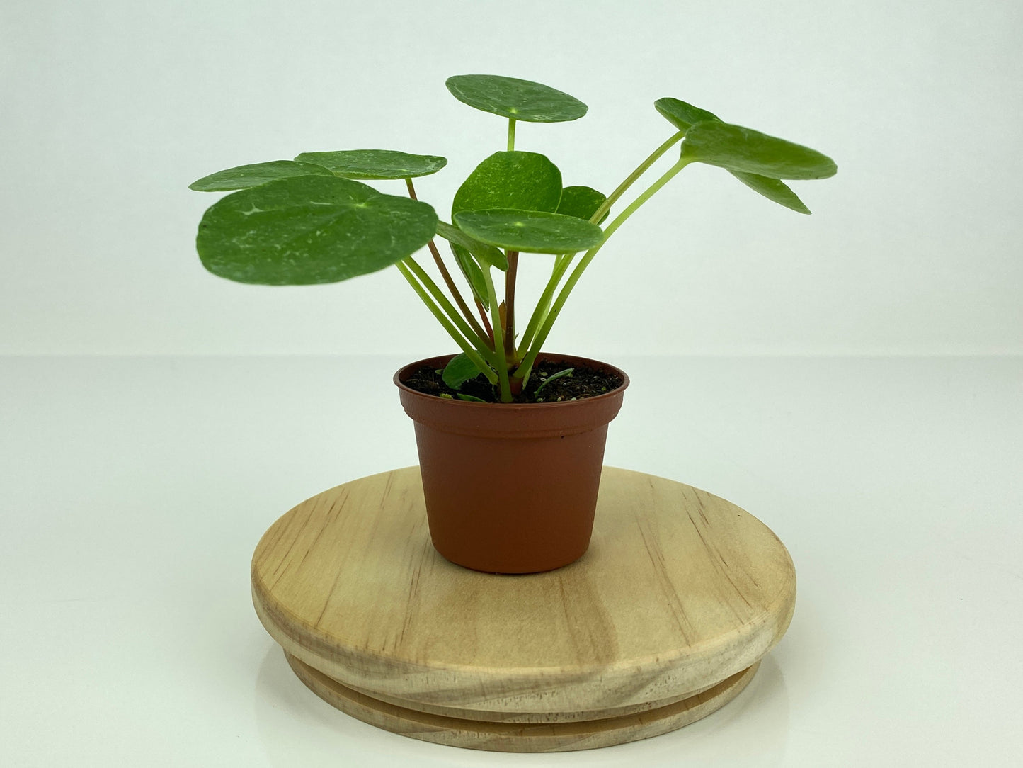 Vaiegated Pilea Peperomioides sugar variegation