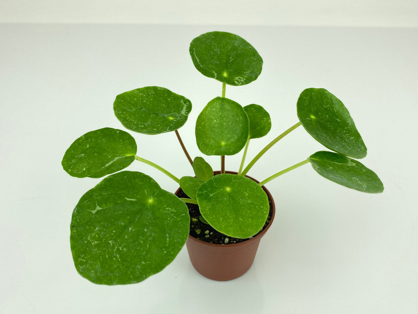 Sugar Variegated Pilea peperomioides starter plant