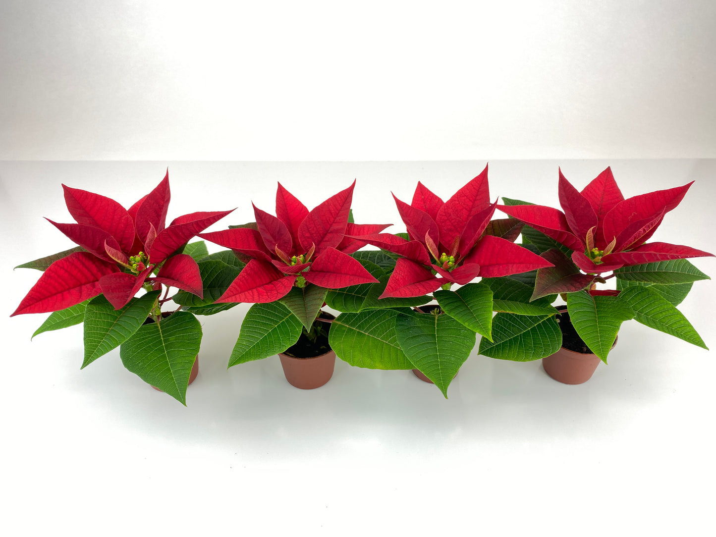 2" Mini Poinsettias (4 Pack) (2" Grower Pots-No Cover Pots)