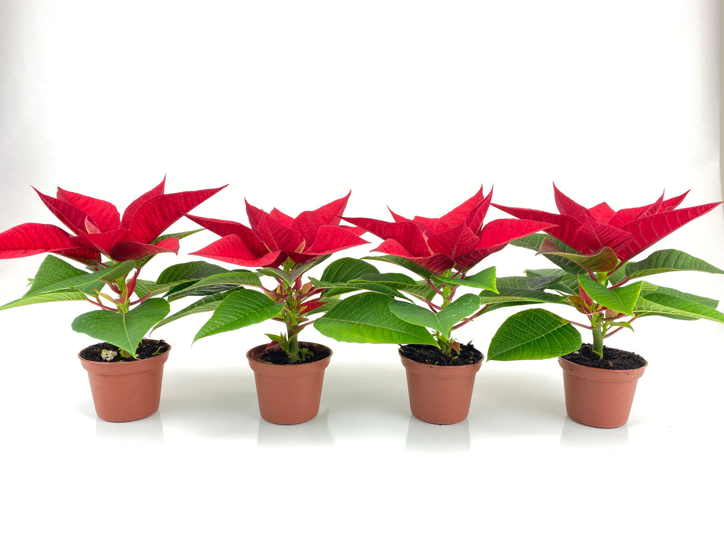 2" Mini Poinsettias (4 Pack) (2" Grower Pots-No Cover Pots)