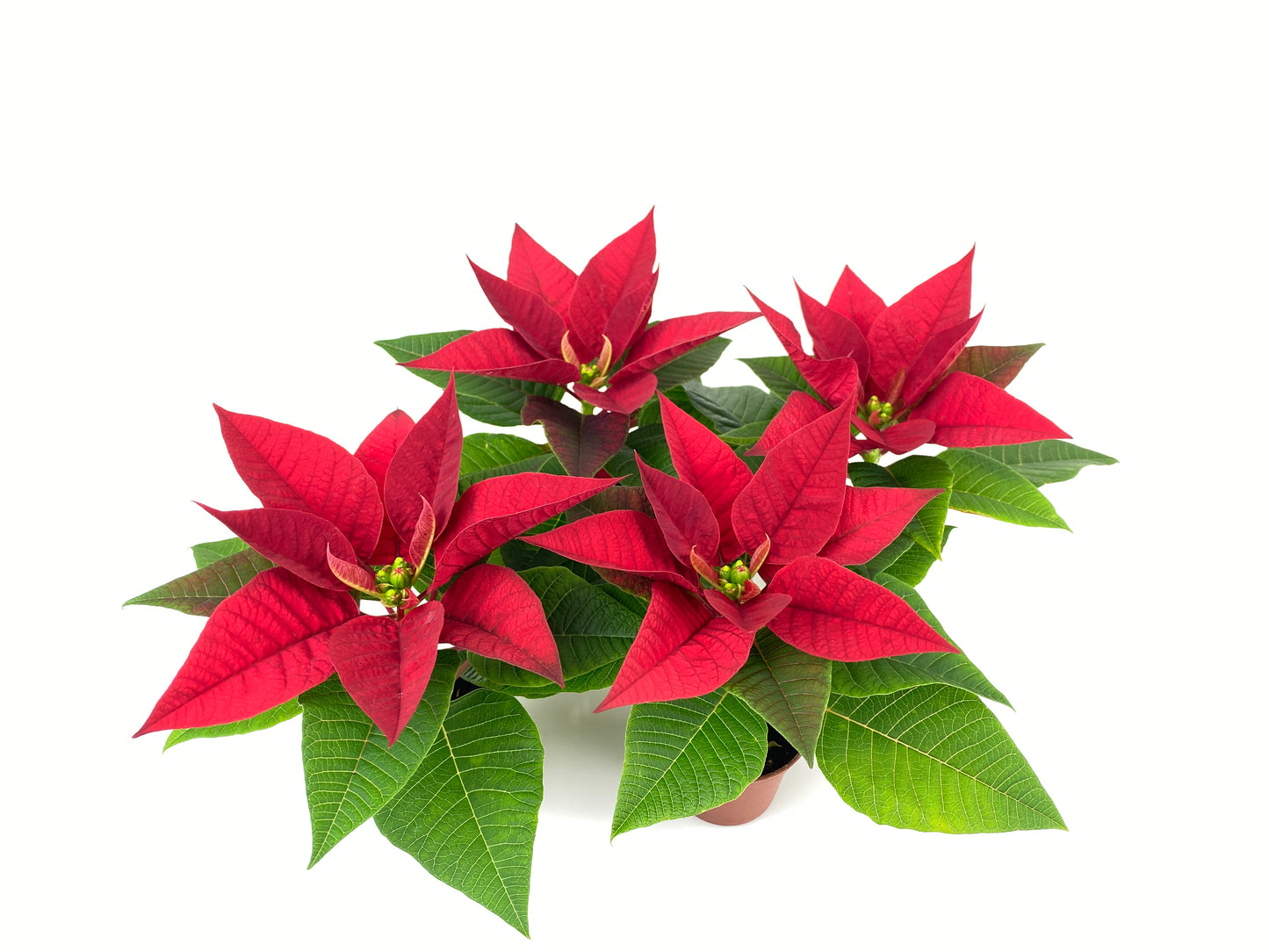 mini poinsettia christmas gift