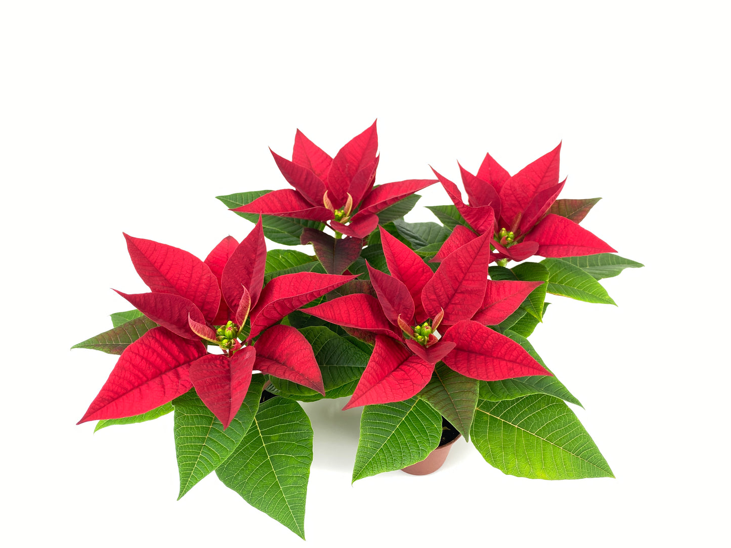 2" Mini Poinsettias (4 Pack) (2" Grower Pots-No Cover Pots)