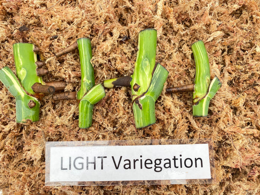 Variegated Monster Albo node Cuttings Light Variegation