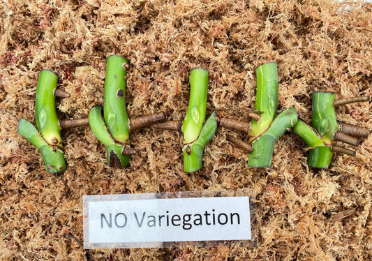 Variegated Monstera Albo Node (2 Node Cuttings) (No Variegation)