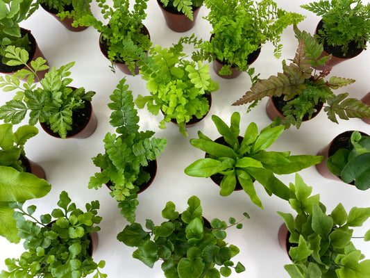 Wholesale Mini Fern Plants (36 Plants) (2" Pots) Terrariums | Fairy Gardens | Assorted Varieties
