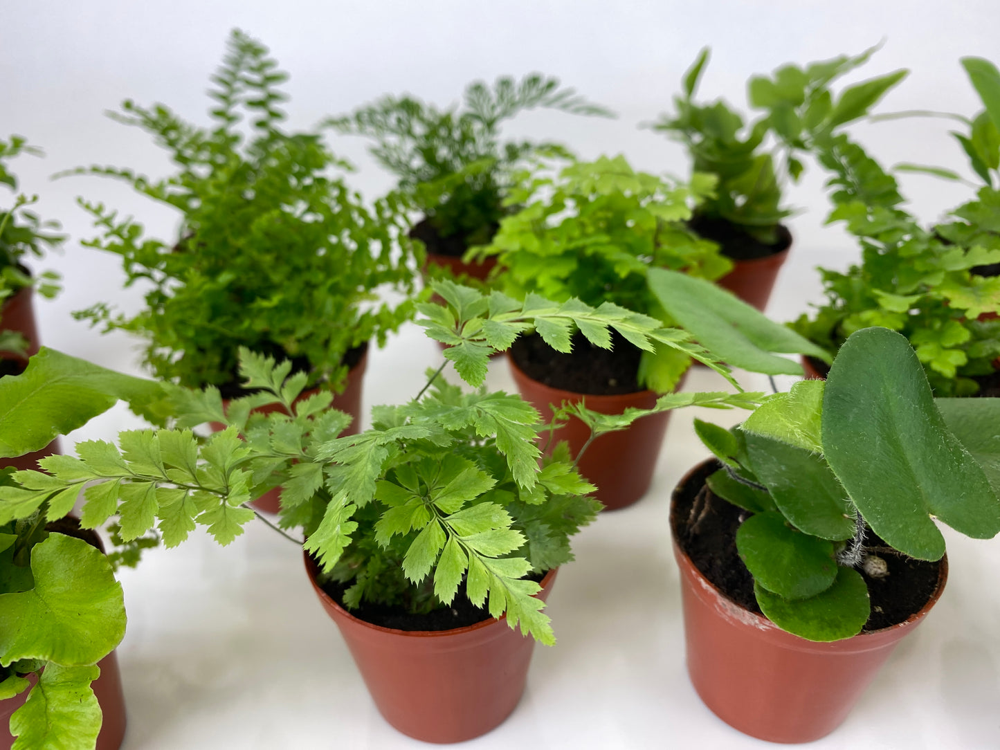 Mini Fern Plants (6 Plants) (2" Pots) Terrariums | Fairy Gardens | Assorted Varieties