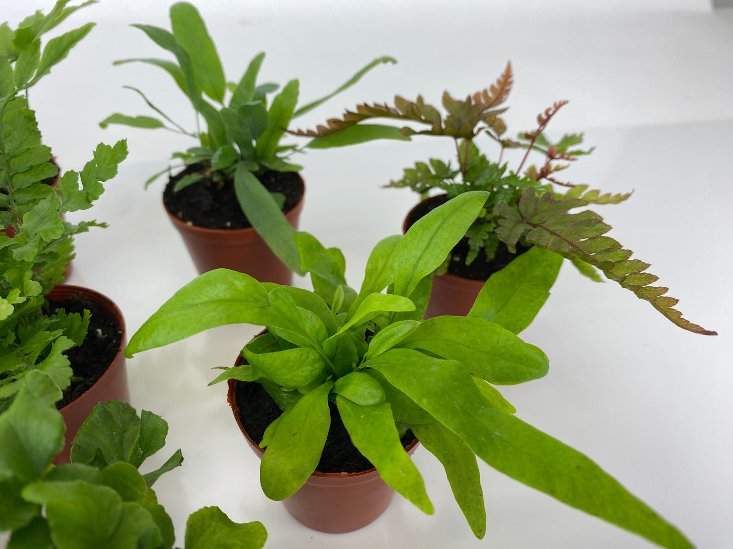 Mini Fern Plants (6 Plants) (2" Pots) Terrariums | Fairy Gardens | Assorted Varieties