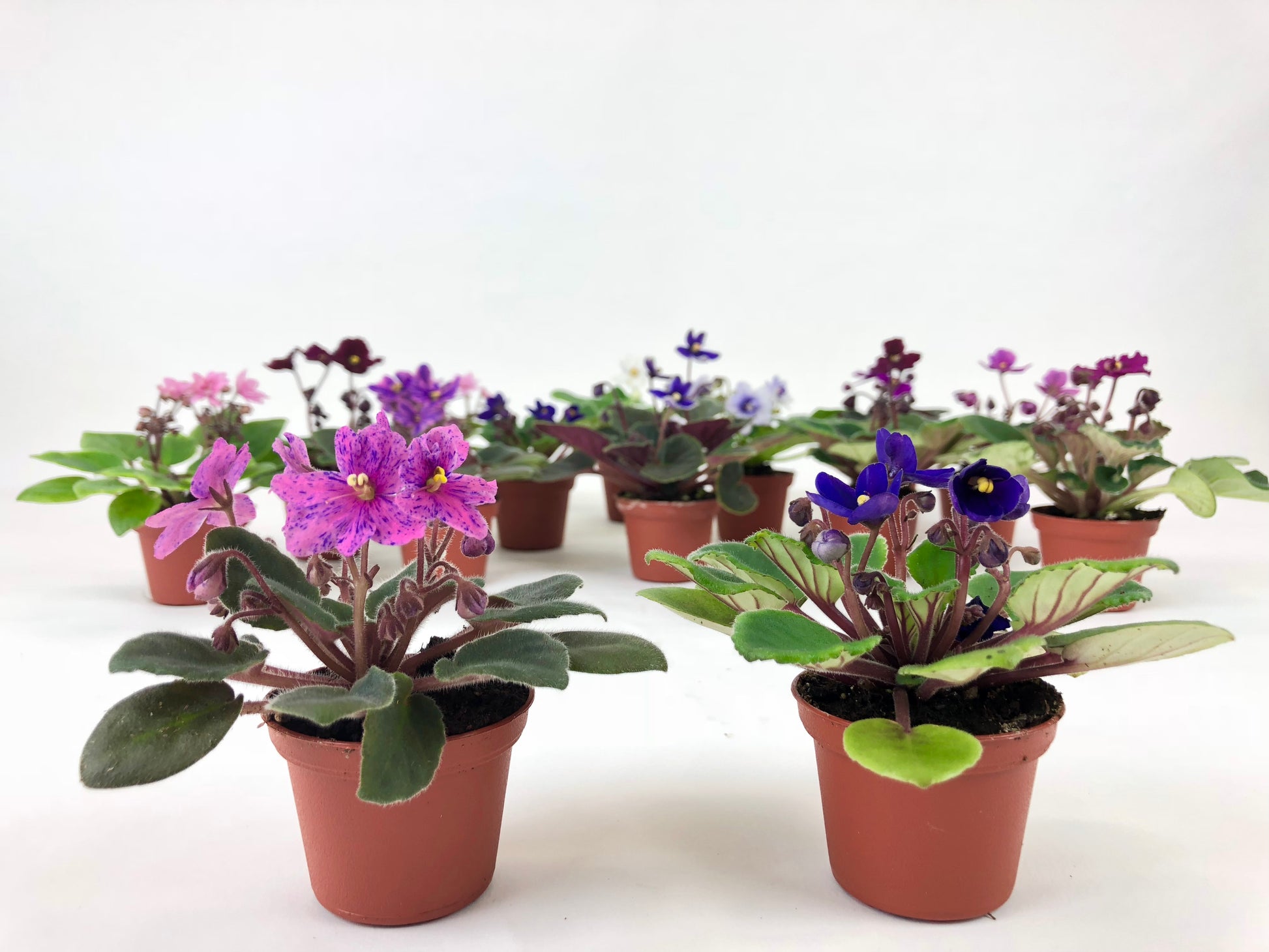 Mini African Violets