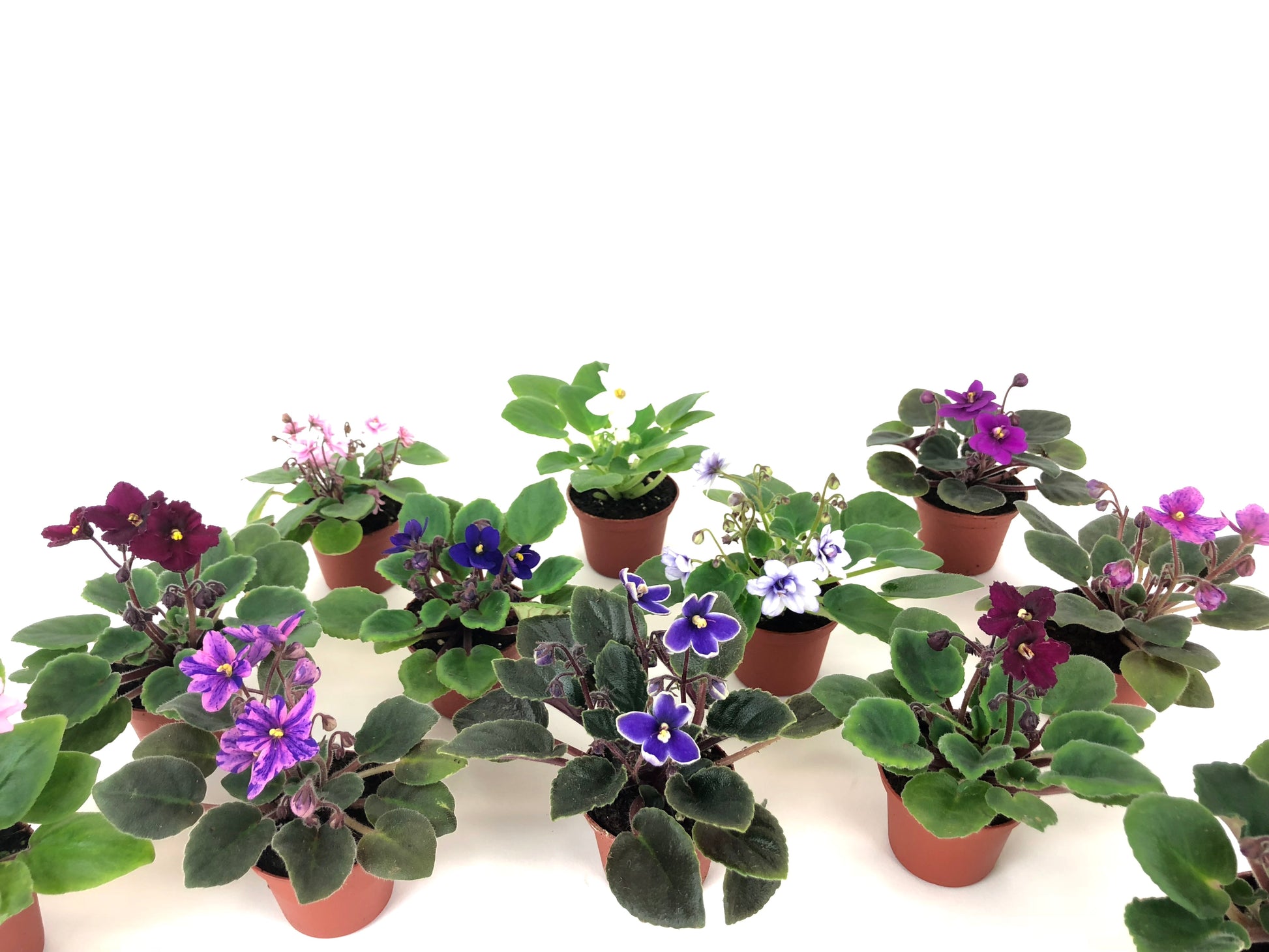 Mini African violets blooming