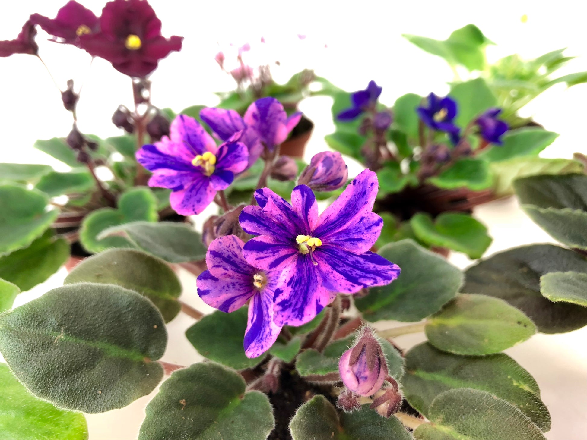 Mini African violets blooming