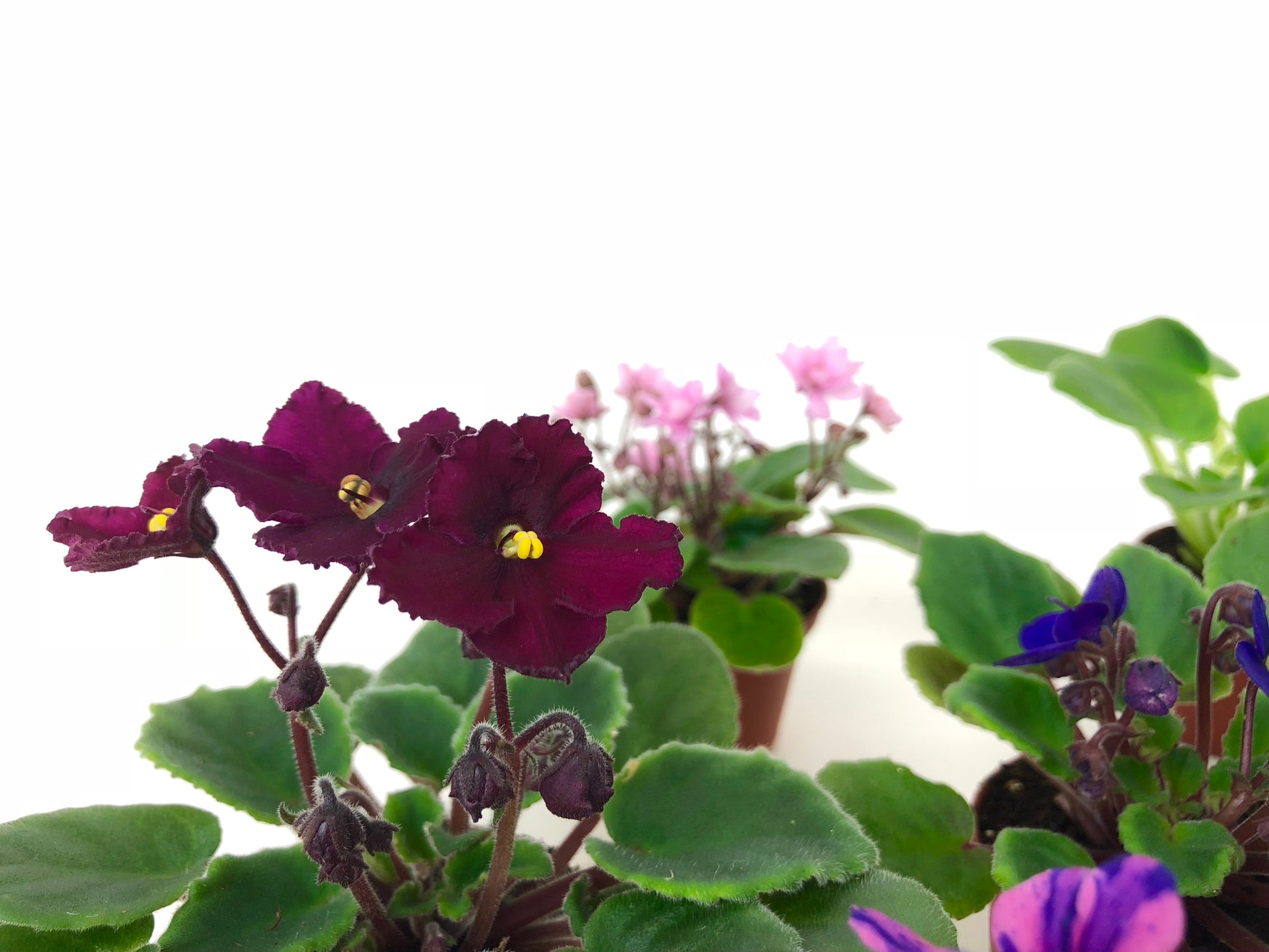Mini African violets blooming