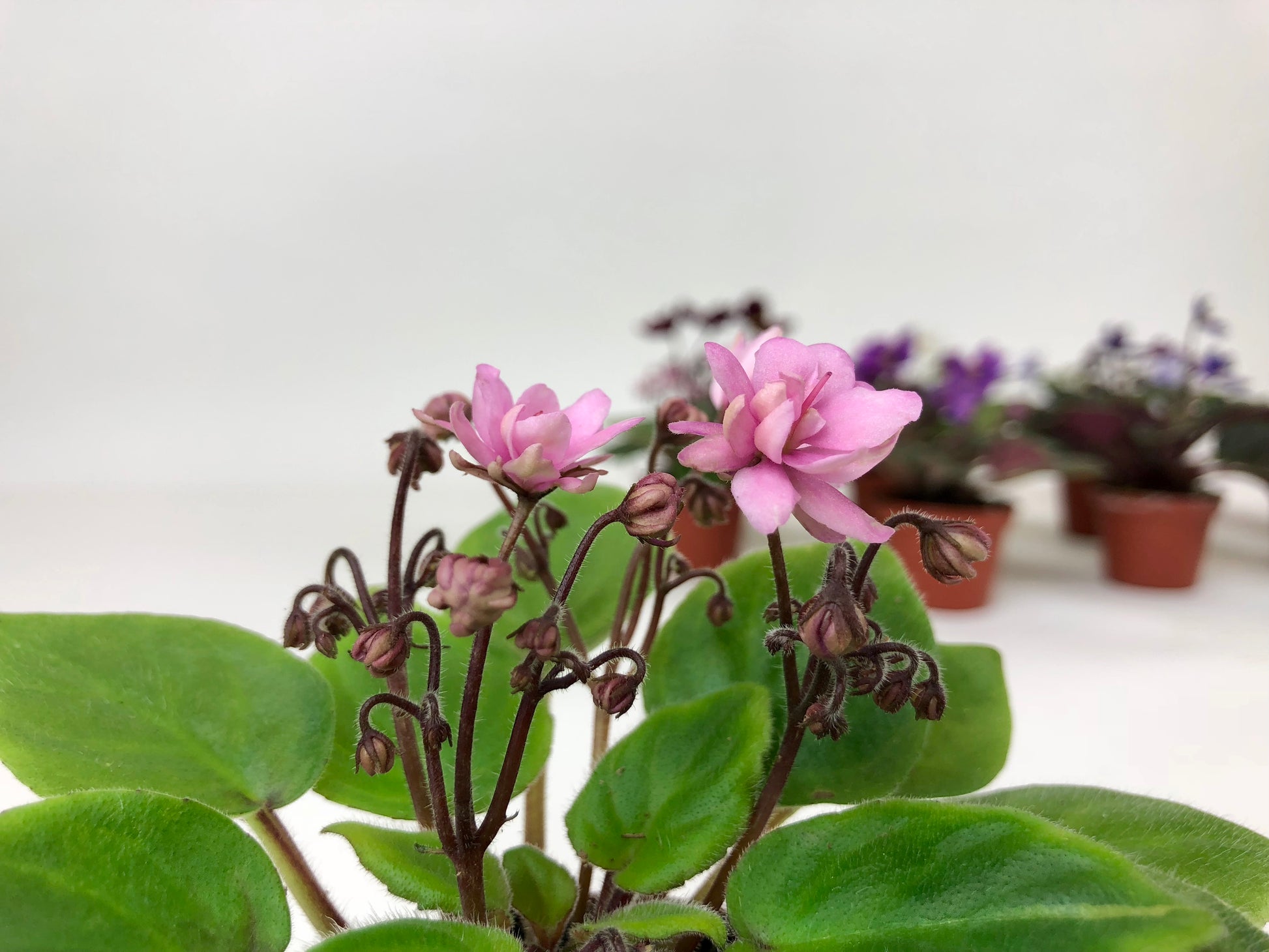 Mini African violets blooming