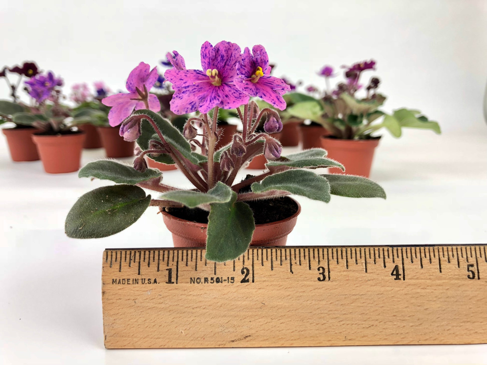 Mini African violets blooming