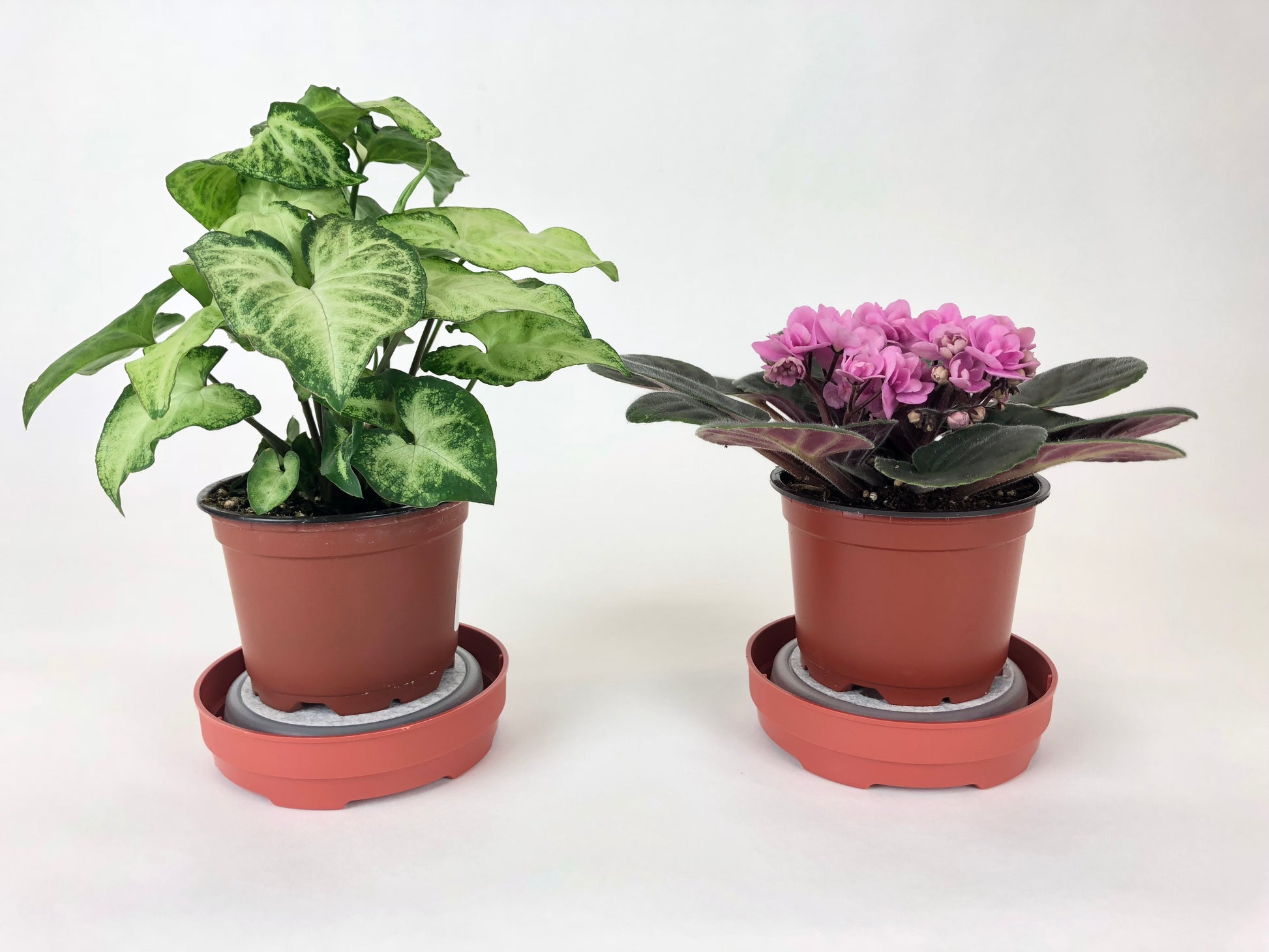 optimara watermaid self watering for violets and house plants