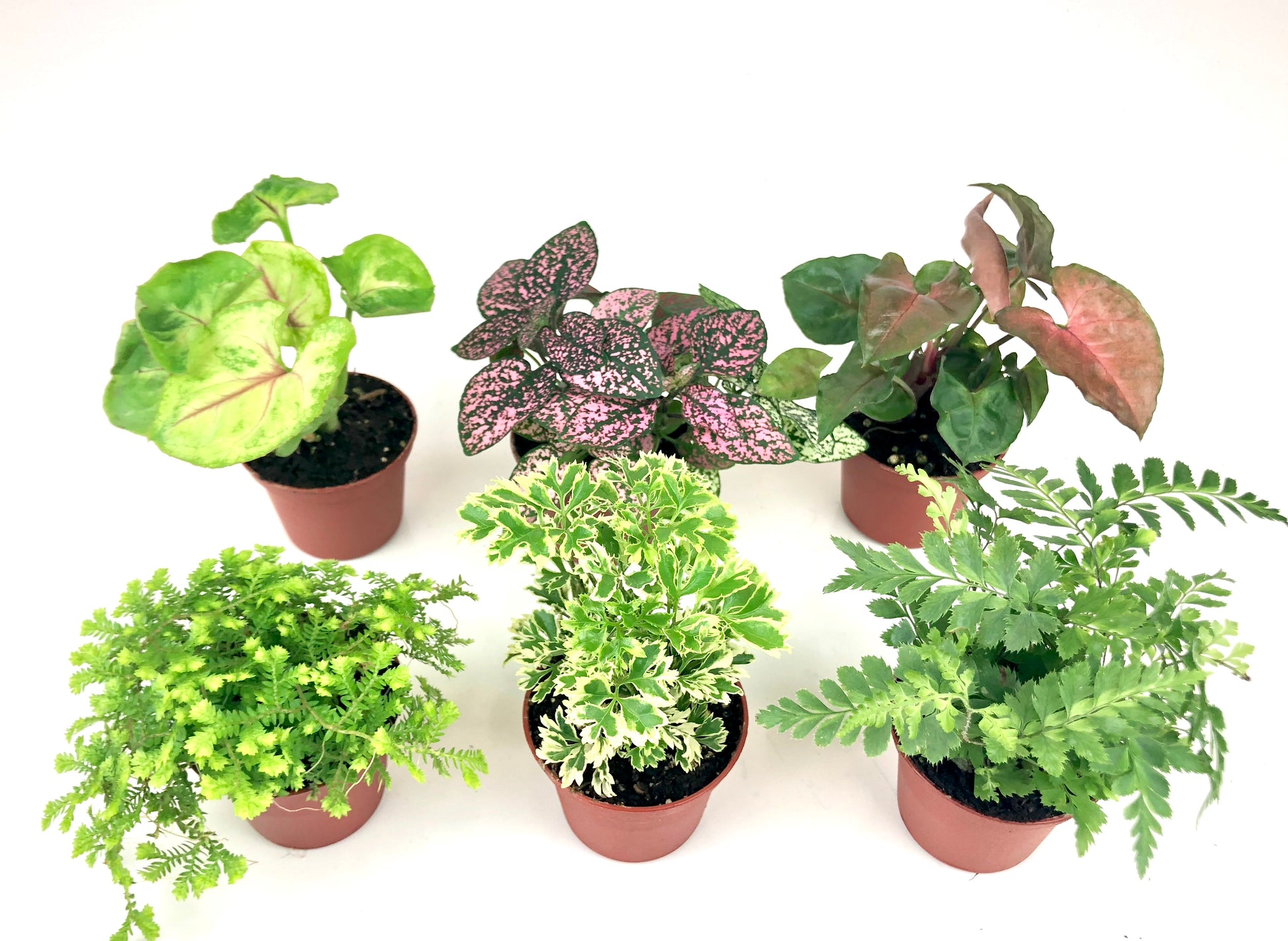 Mini terrarium 6 plants. Mini fairy garden plants: syngonium, polka dot plant, golden moss, arailia gold ming, fern