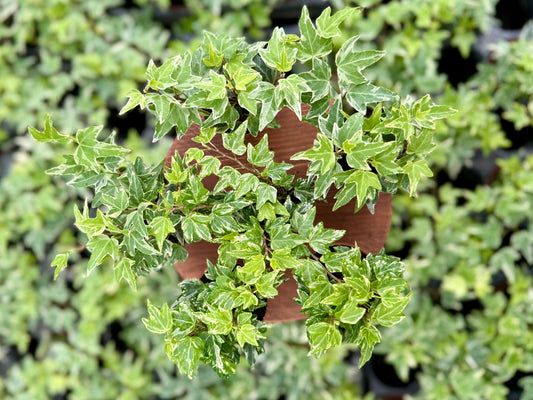 Variegated English Ivy (6 Plants) (2" Pots) 'Hedera helix' Terrariums | Fairy Gardens | Ground Cover