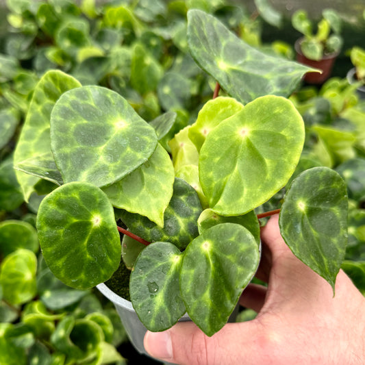 begonia kingiana plant