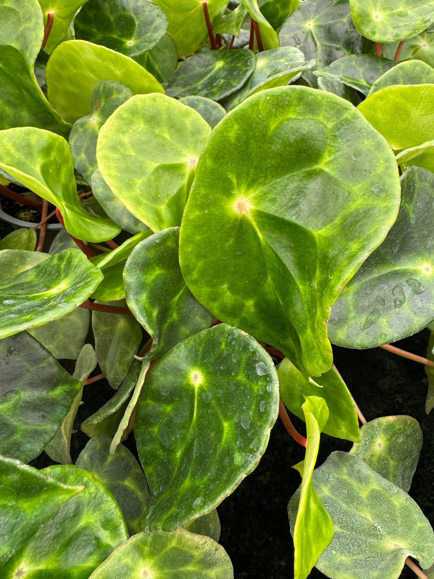 begonia rare