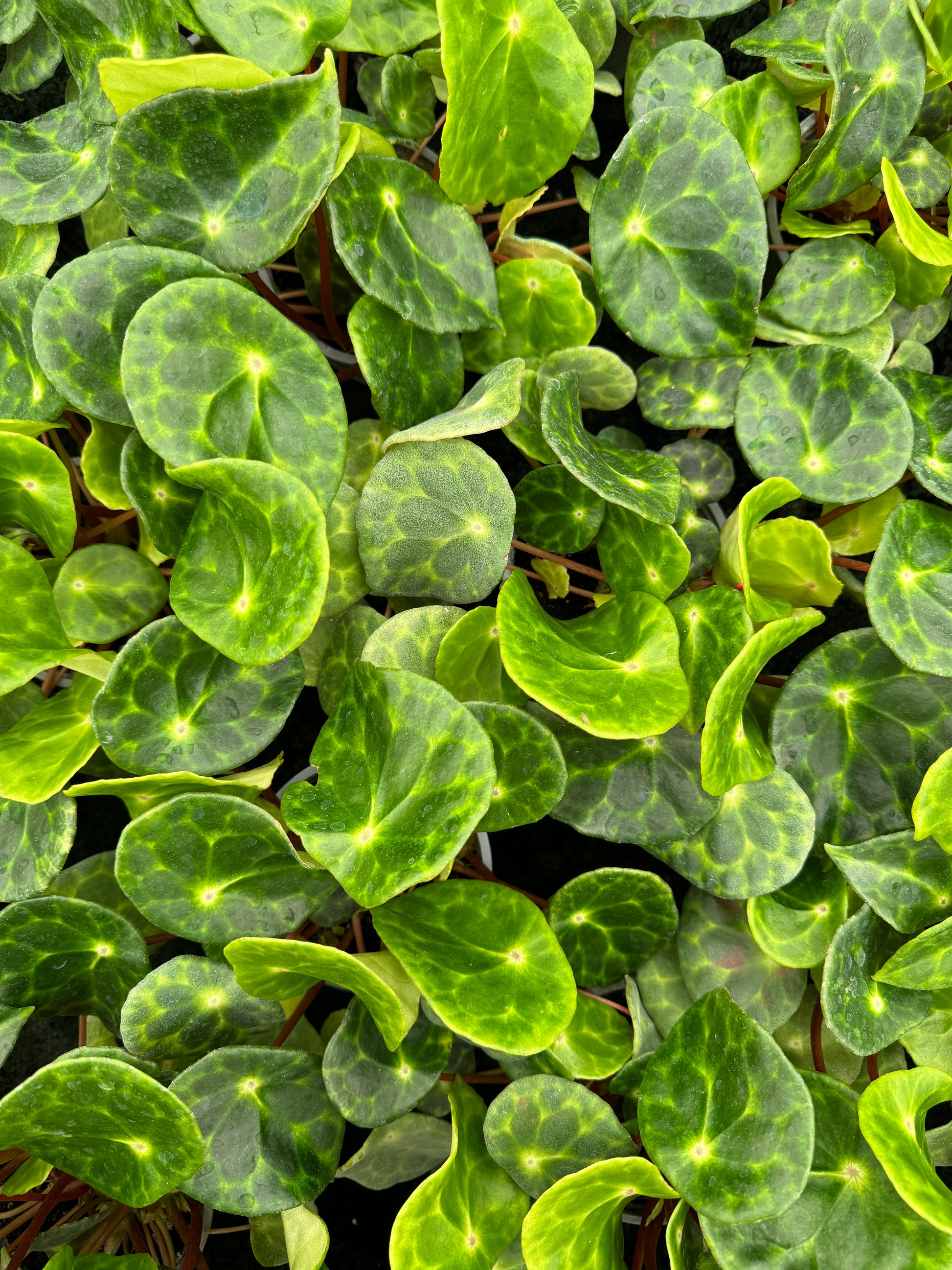 tortoise-shell begonia