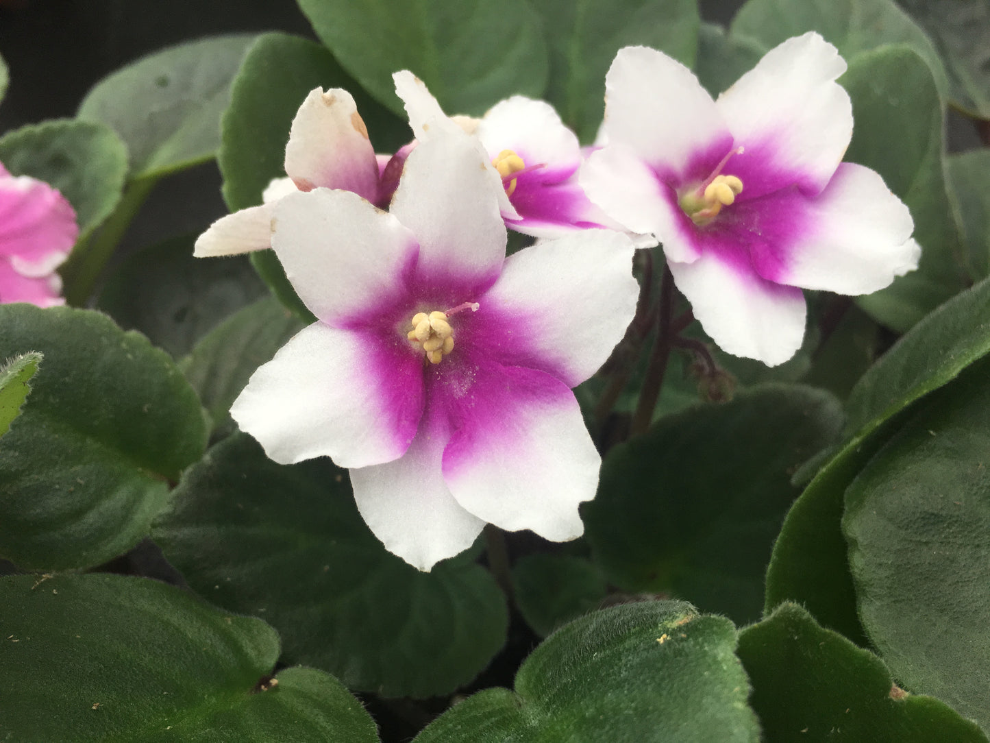 Optimara African Violet Variety Pack (2 Plants) 4" Pot | Assorted Varieties| Grower's-Choice