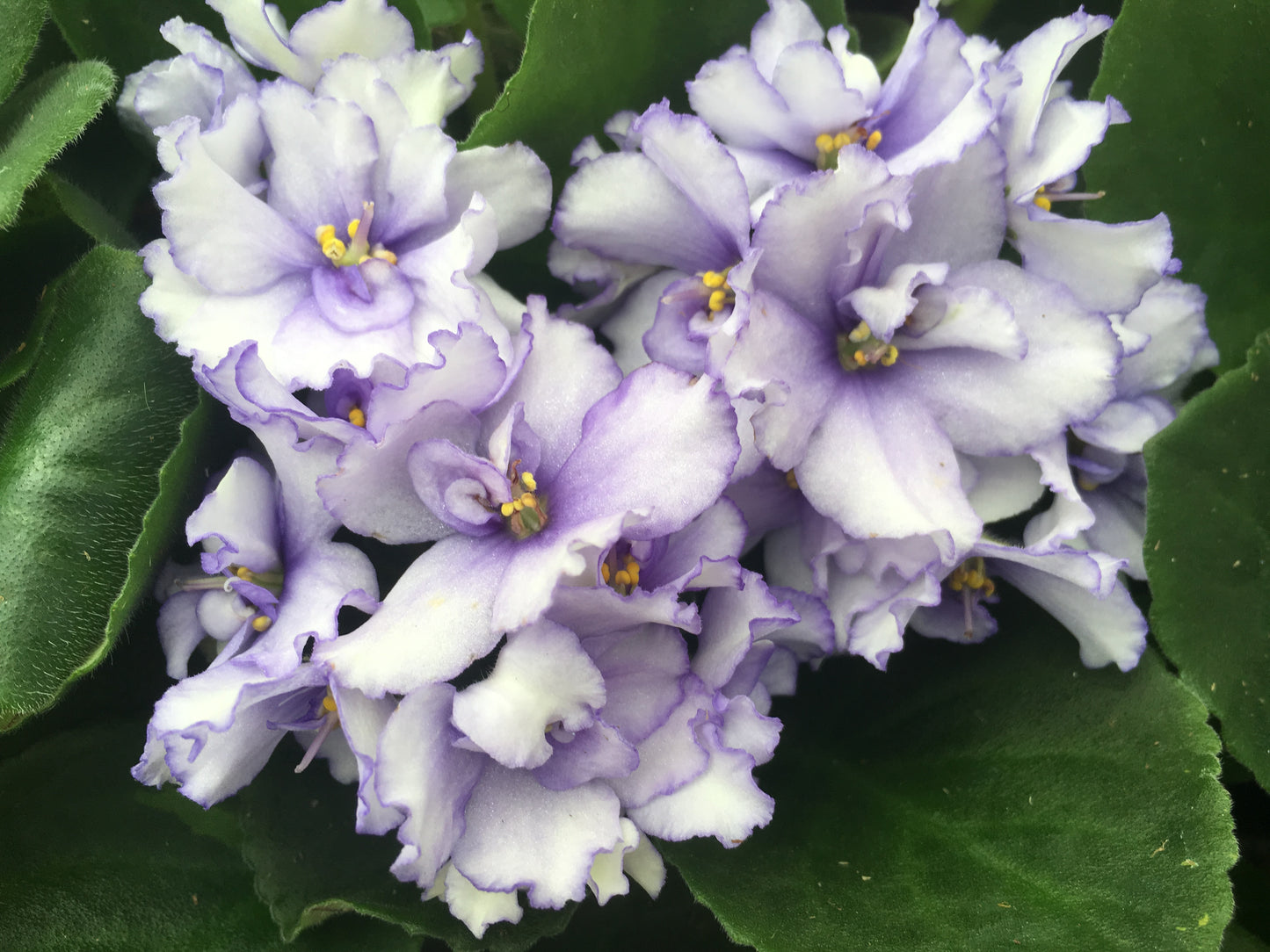 Optimara African Violet Variety Pack (2 Plants) 4" Pot | Assorted Varieties| Grower's-Choice