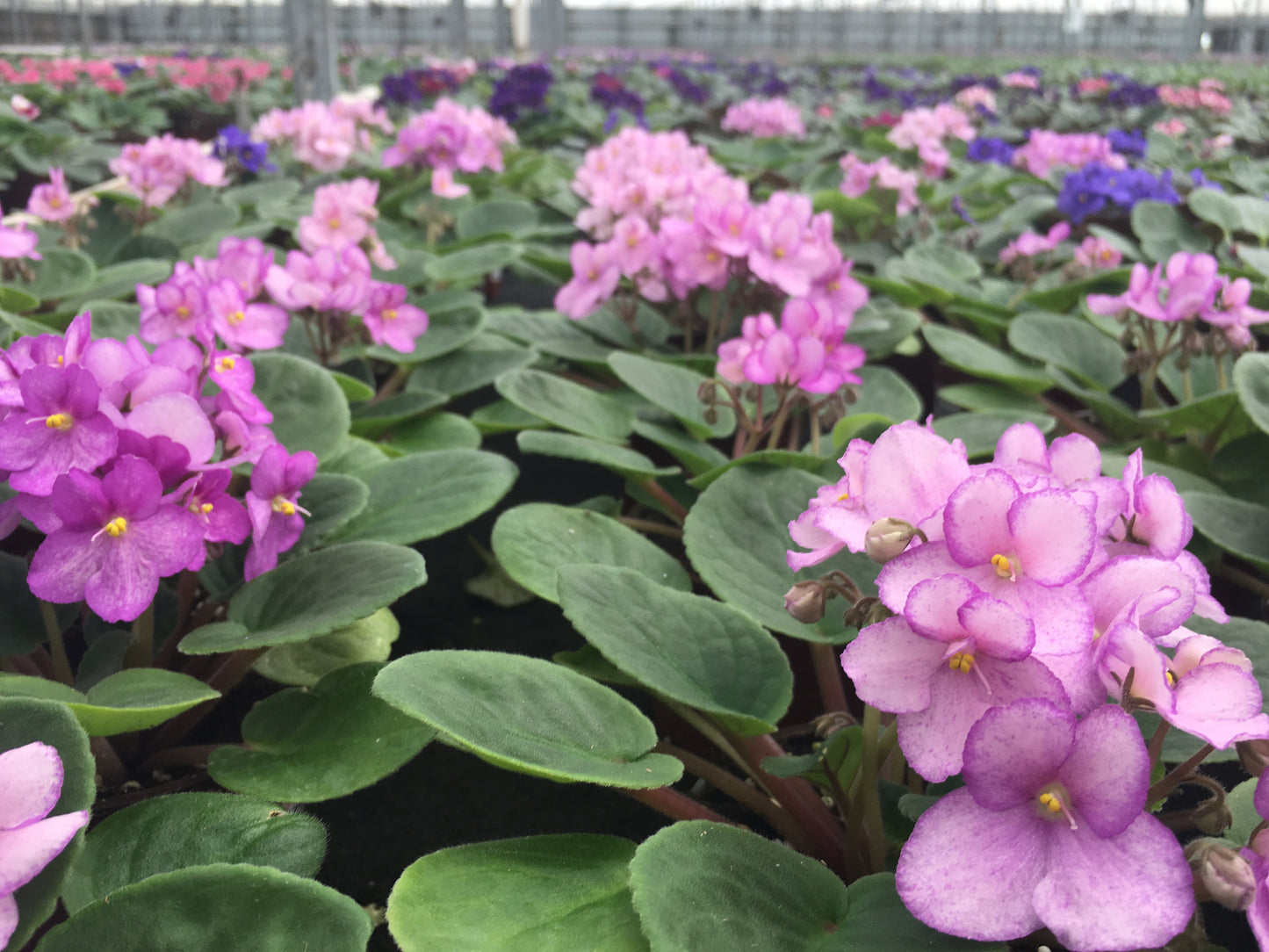 Optimara African Violet Variety Pack (4 Assorted Plants) (4" Pots)