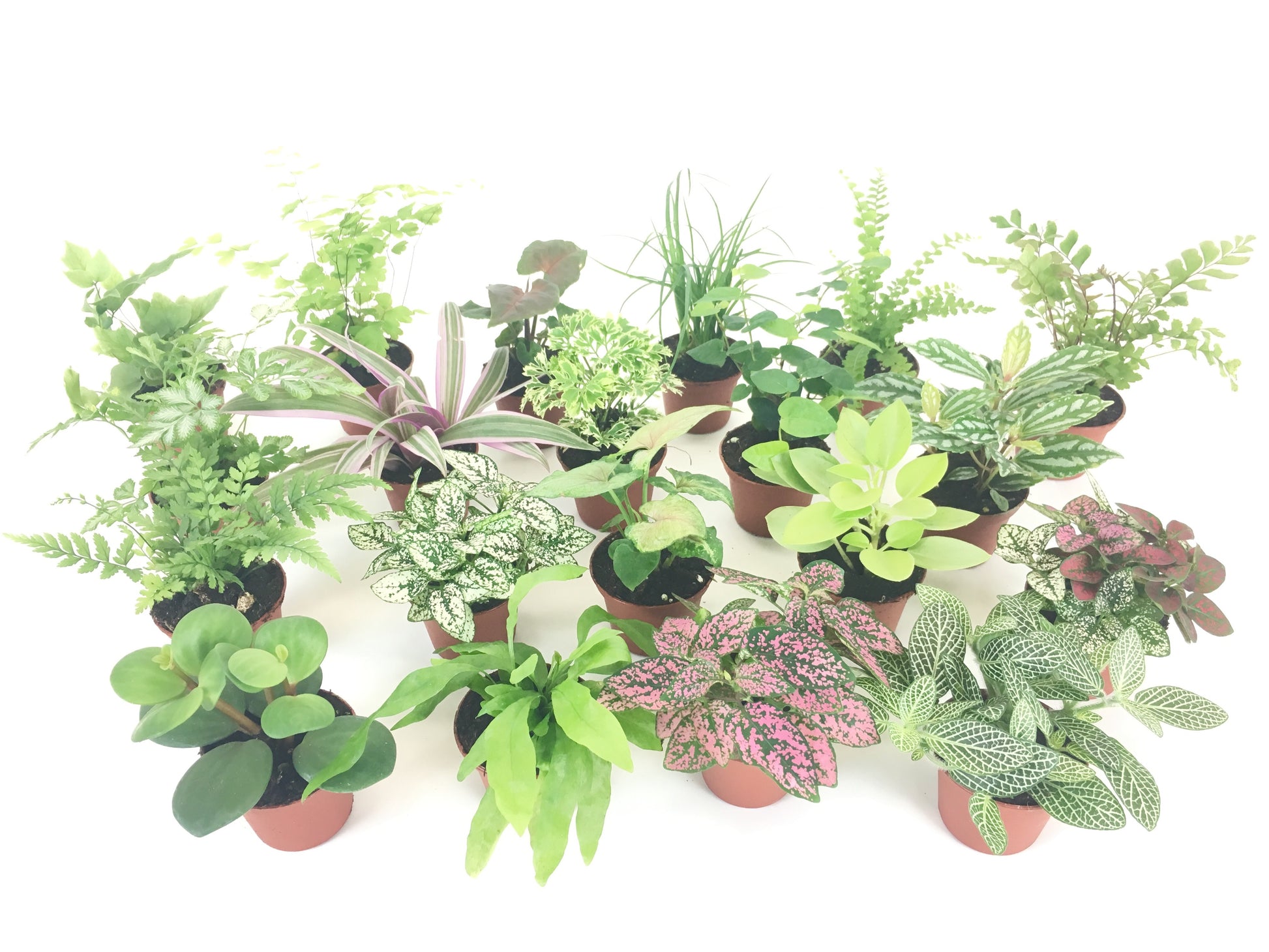 mini terrarium plants variety