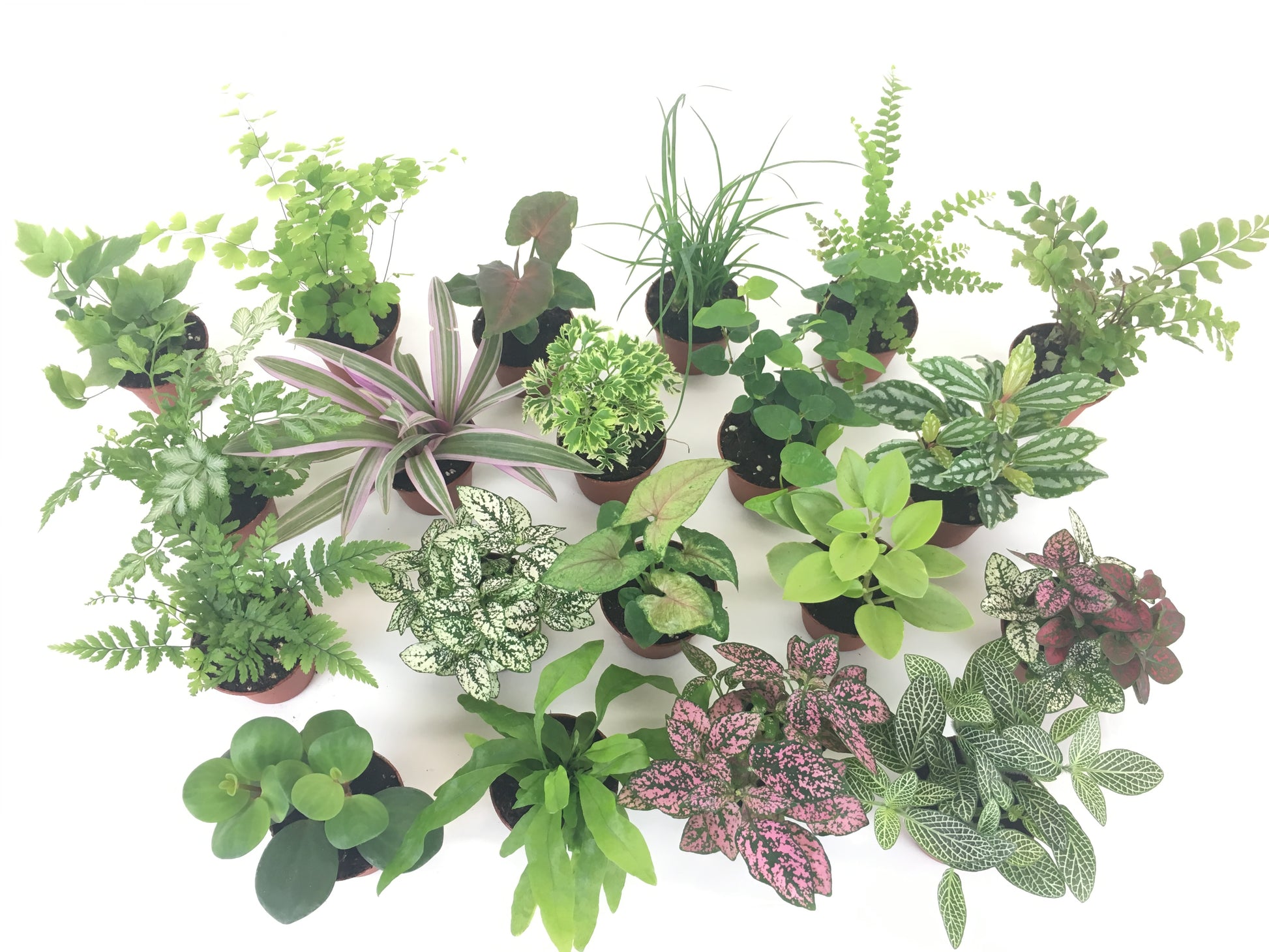 Large plant assortment: Japanese holly fern, maidenhair fern, syngonium, lemon buttom fern, mahogany fern, silver lace fern, rheo tricolor, arailia gold ming, creeping fig, aluminum plant, korean rock fern, polka dot plant, syngonium, peperomia pixie lime, hope peperomia, lauae iki fern, nerve plant
