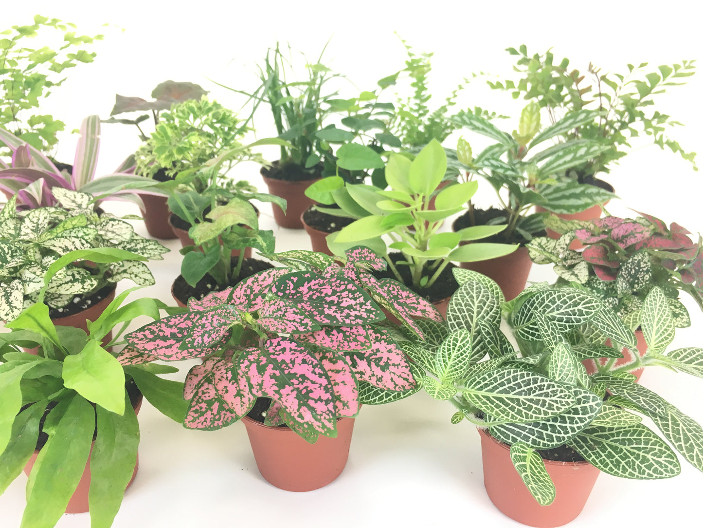 polka dot plant, nerve plant