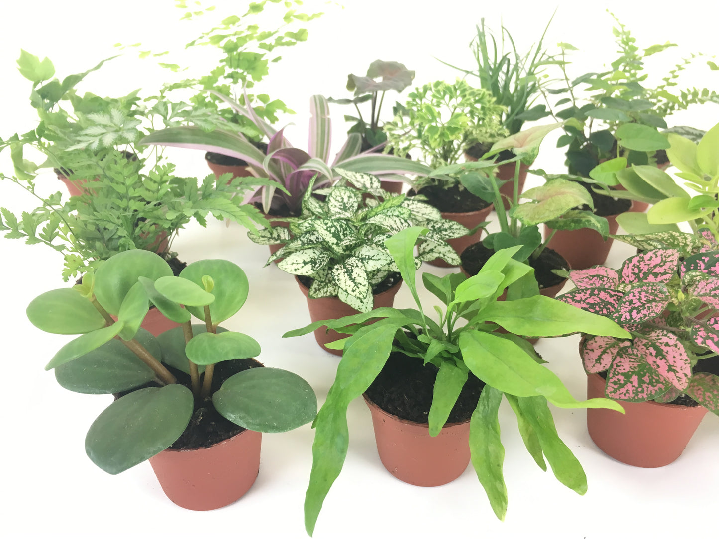 Hope peperomia, lauae iki fern, polka dot plant, korean rock fern silver lace fern