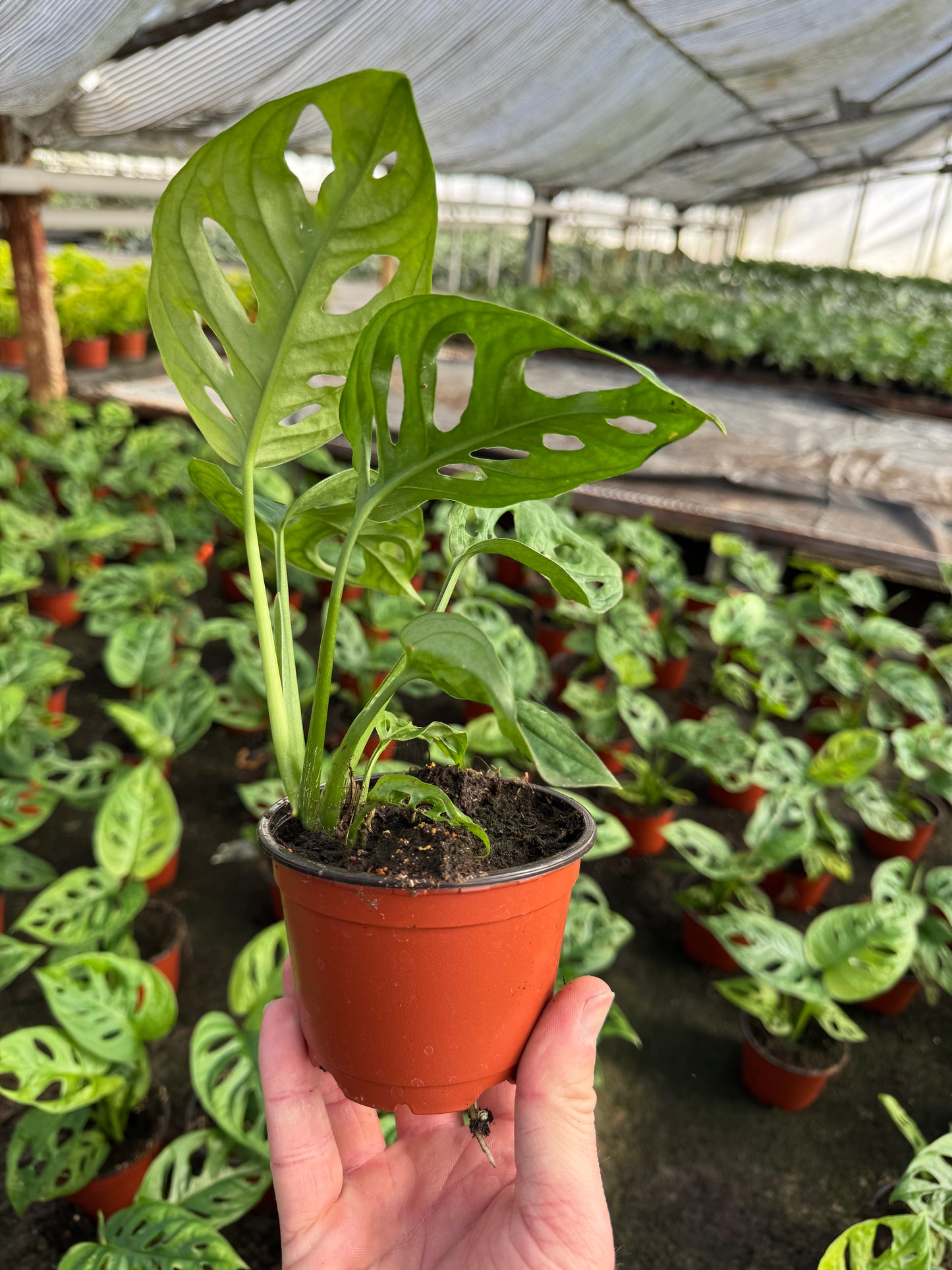 Monstera adansonii (Swiss Cheese Monstera) (4" Pot)